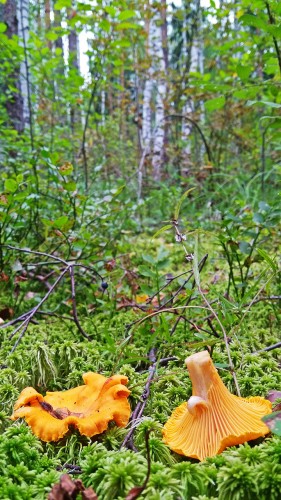 Les_02.08.2019-1.jpg