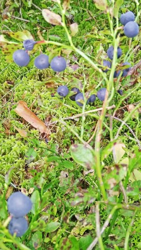 Les_02.08.2019-2.jpg