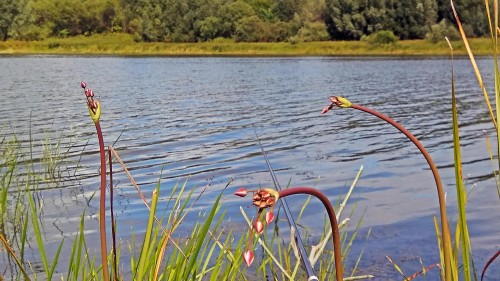 Les_04.08.2019-1.jpg