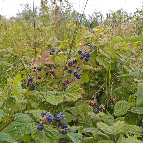 Les_06.08.2019-2.jpg