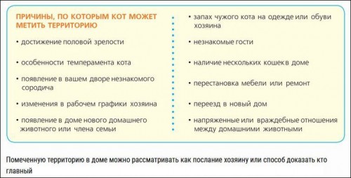 КотМетит2.jpg