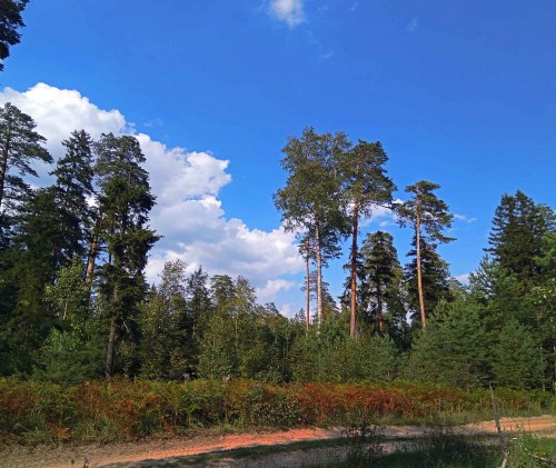 Les_15.08.2019-1.jpg