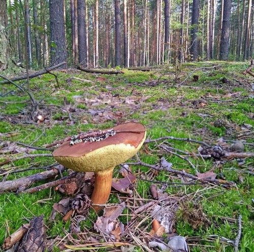 Les_18.08.2019-2.jpg