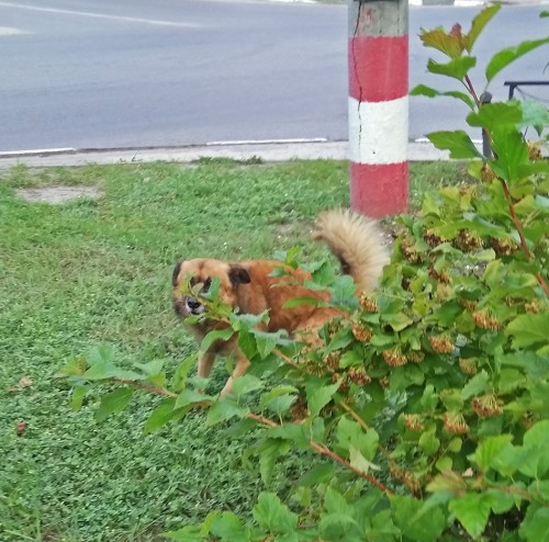 Les_24.08.2019-8.jpg