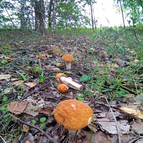 Les_27.08.2019-2.jpg
