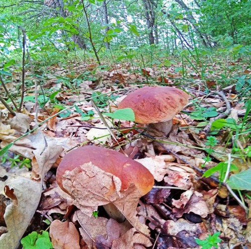 Les_27.08.2019-3.jpg
