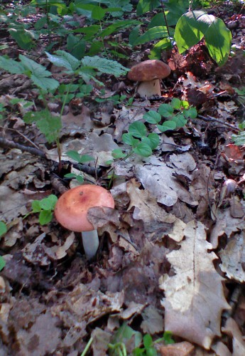 Griby06082011-2b.jpg