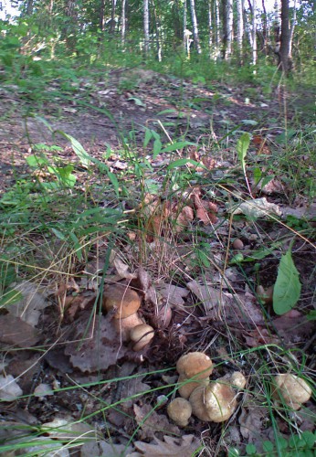 Griby06082011-6a.jpg