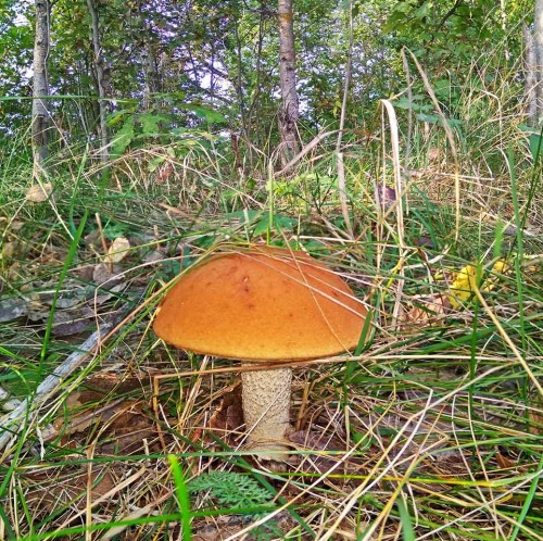 Les_10.09.2019-2.jpg