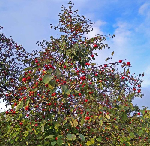 Les_23.09.2019-1.jpg