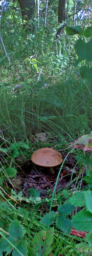 Griby_16082011-2.jpg