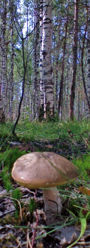 Griby_16082011-5.jpg
