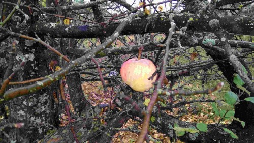 Les_2019-10-10_3.jpg
