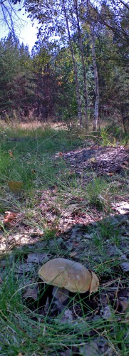 Griby_16082011-8.jpg