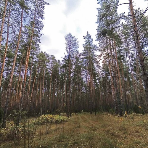 Les_22.10.2019-1.jpg