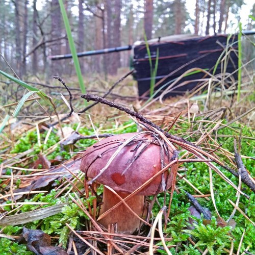 Les_25.10.2019-1.jpg