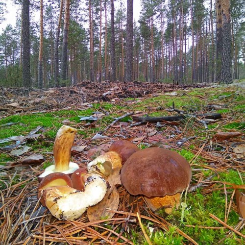 Les_27.10.2019-5.jpg