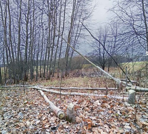 Les_11.11.2019-1.jpg