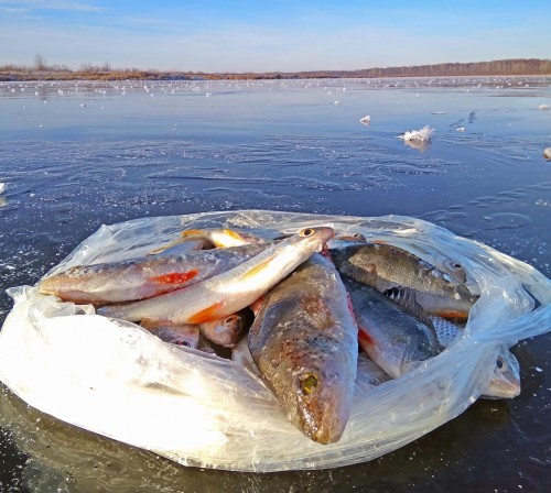 Ryb_23.11.2019-3.jpg