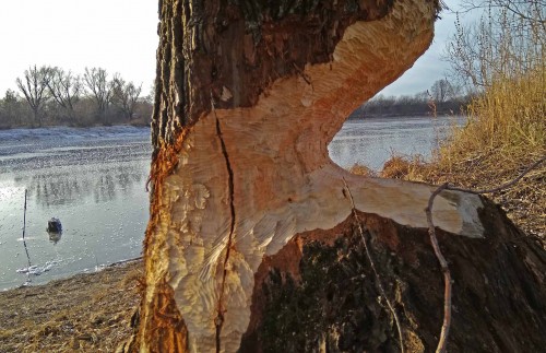Ryb_25.11.2019-4.jpg
