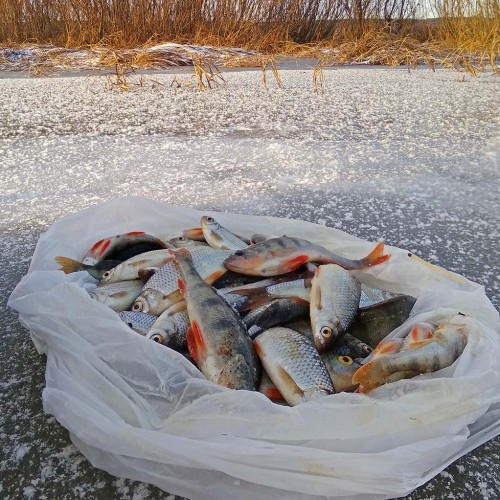 Ryb_02.12.2019-6.jpg