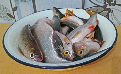 Ryb_13.12.2019-3.jpg
