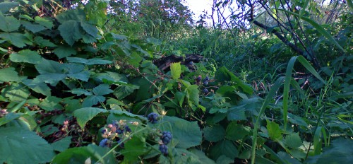 Ezhevika_15082011_2.jpg