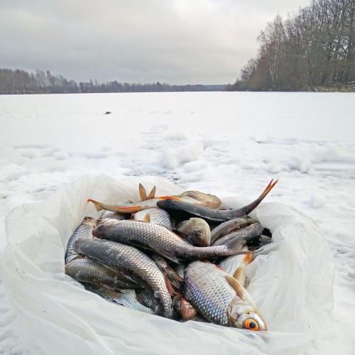 Ryb_16.12.2019-4.jpg
