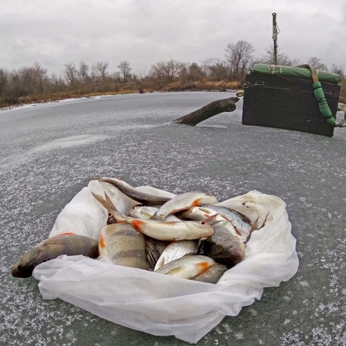Ryb_17.12.2019-7.jpg