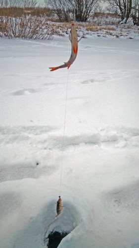 Ryb_30.01.2020-1.jpg