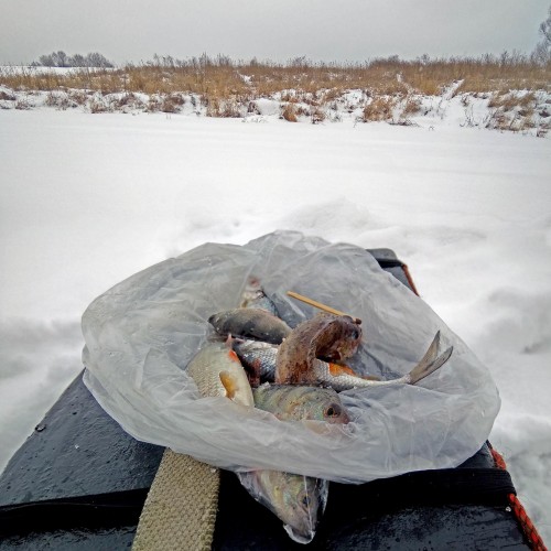 Ryb_30.01.2020-5.jpg