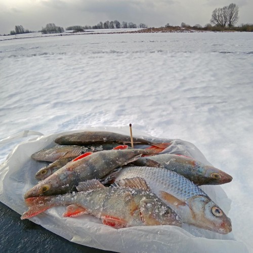 Ryb_05.02.2020-8.jpg