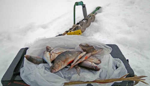 Ryb_16.02.2020-4.jpg