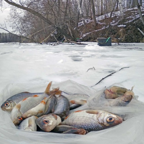 Ryb_24.02.2020-5.jpg