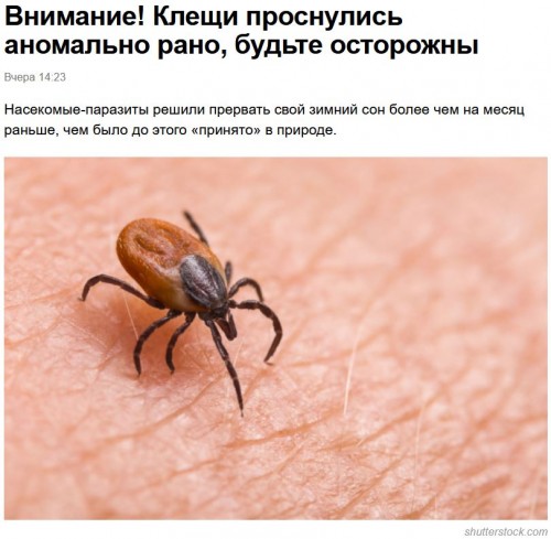 Клещи.JPG