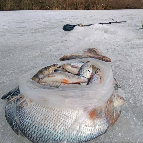 Ryb_29.02.2020-6.jpg