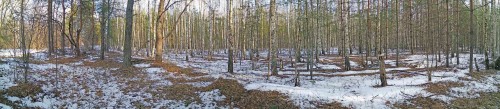Ryb_17.03.2020-1.jpg