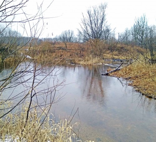 Ryb_19.03.2020-4.jpg