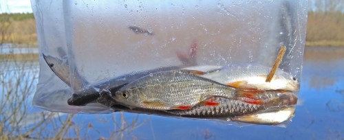 Ryb_01.04.2020-8.jpg