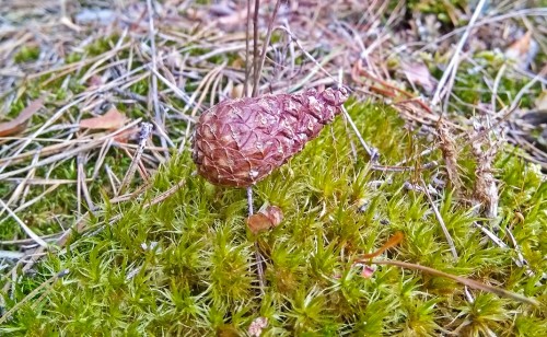 Ryb_14.04.2020-1.jpg