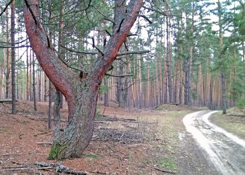Ryb_17.04.2020-1.jpg