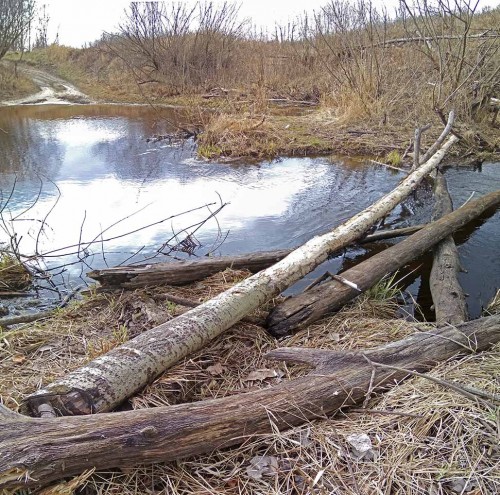 Ryb_17.04.2020-2.jpg