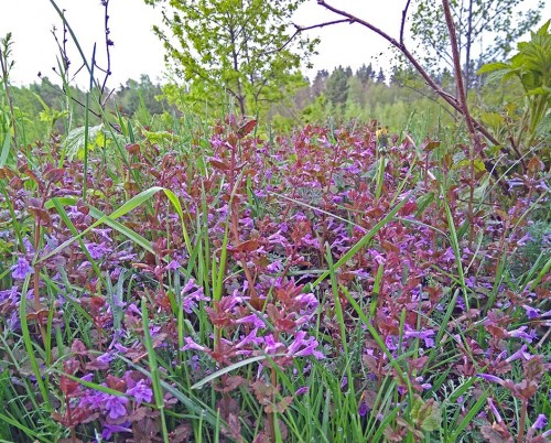 Ryb_14.05.2020-1.jpg