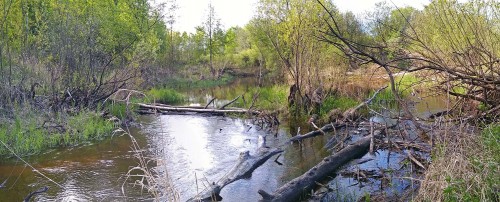 Ryb_14.05.2020-4.jpg