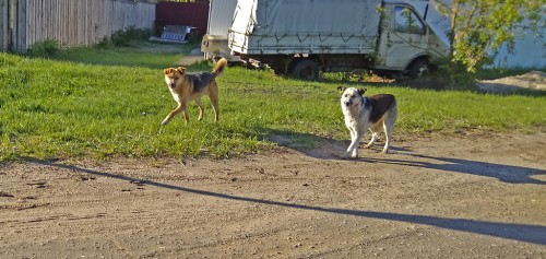 Ryb_16.05.2020-7.jpg