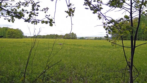 Ryb_19.05.2020-1.jpg