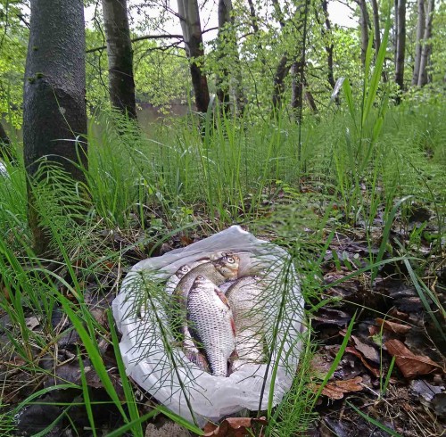 Ryb_22.05.2020-2.jpg