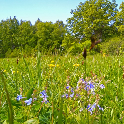 Ryb_25.05.2020-1.jpg