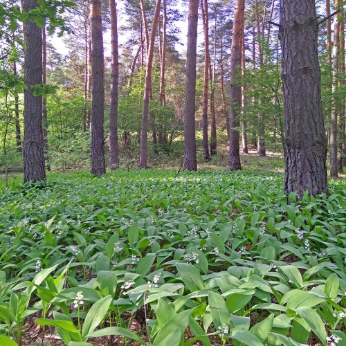 Ryb_29.05.2020-2.jpg