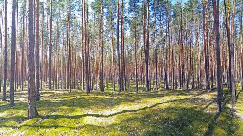 Ryb_30.05.2020-1.jpg